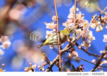 喜馬拉雅山和中世紀 4889805