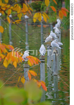 Seagulls at Ueno Park 4889853