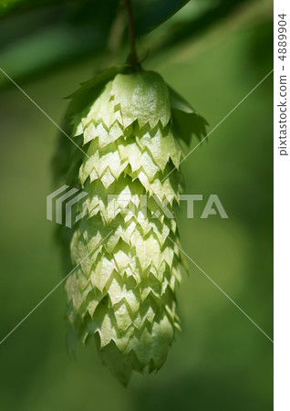 Bear 4 hand like bear tail seems to be hanging. 4889904