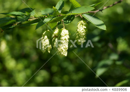 Bear four hands bearish leaves and ears are brilliant. 4889906