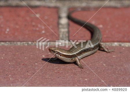 Japanese lizard Japanese lizard 4889920
