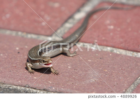 日本蜥蜴 日本蜥蜴 4889926