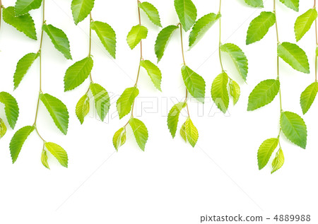 Twig twig in line 4889988