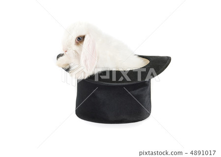 rabbit and black hat rabbit and black hat 4891017