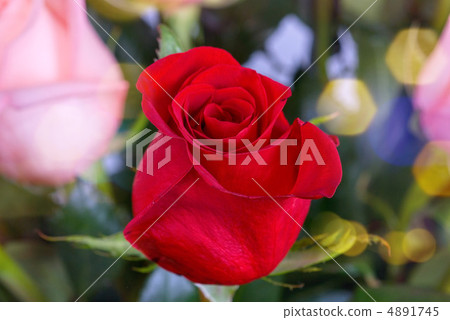 red roses red roses 4891745