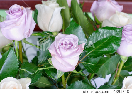 pink roses pink roses 4891748