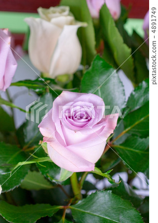 pink roses pink roses 4891749