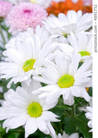 white chrysanthemums white chrysanthemums 4891752