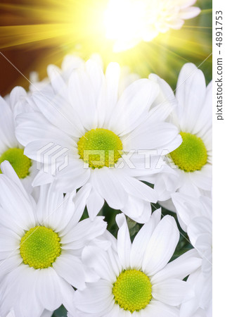 white chrysanthemums white chrysanthemums 4891753