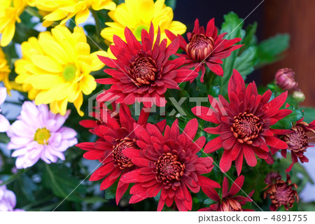 chrysanthemum chrysanthemum 4891755