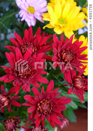 chrysanthemum chrysanthemum 4891756