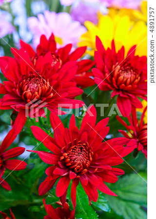 chrysanthemum chrysanthemum 4891757