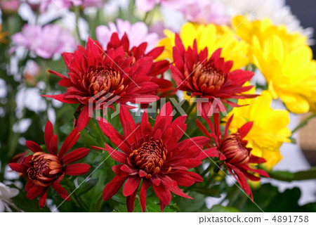 chrysanthemum 4891758