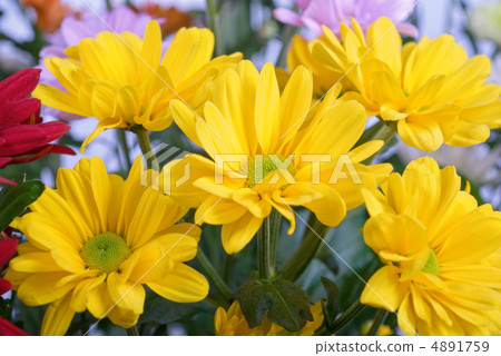 chrysanthemum chrysanthemum 4891759