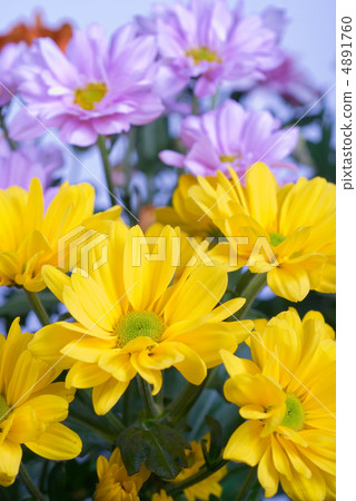 chrysanthemum chrysanthemum 4891760