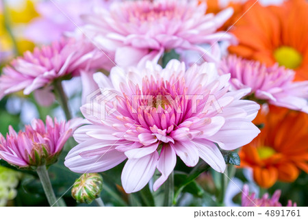 chrysanthemum chrysanthemum 4891761