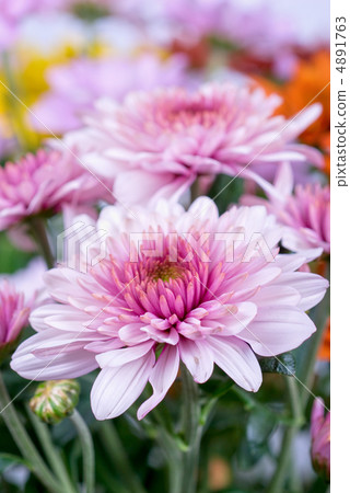 chrysanthemum chrysanthemum 4891763