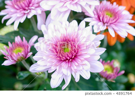 chrysanthemum chrysanthemum 4891764
