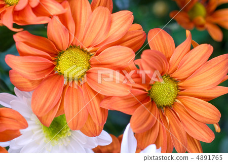 orange chrysanthemum orange chrysanthemum 4891765