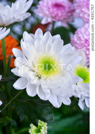chrysanthemum chrysanthemum 4891767