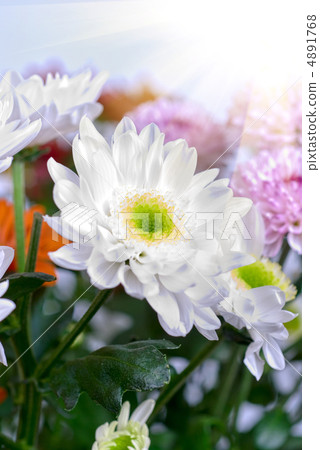 white chrysanthemums white chrysanthemums 4891768