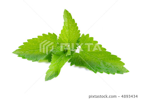 Green fresh mint 4893434