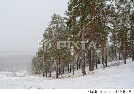 winter forest winter forest 4893639