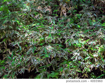 Material of spider mackerel mixed with sprouts - Spring 4893960