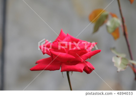 花2 花2 4894033