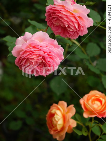 English Rose of Hot Color - English Rose of Hot Color - 4894121