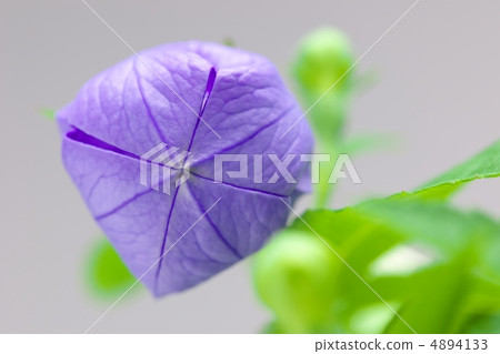 Bellflower's bud 4894133