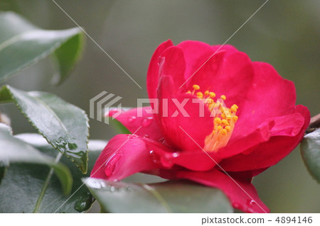 茶花 4894146