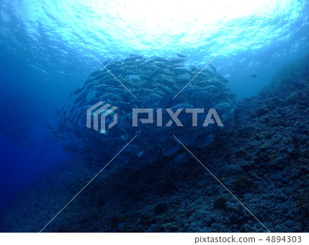 Gingame bean Gingame bean 4894303