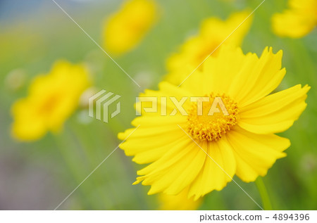 大金雞菊 4894396