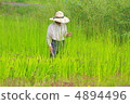 Farmer 4894496
