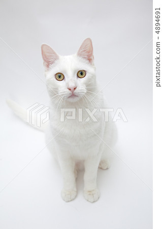 坐在白色的貓 4894691