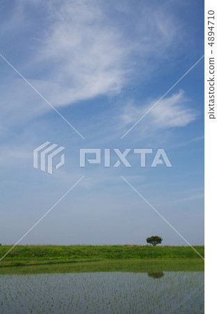 A tree and a blue sky reflected in a paddy field 4894710