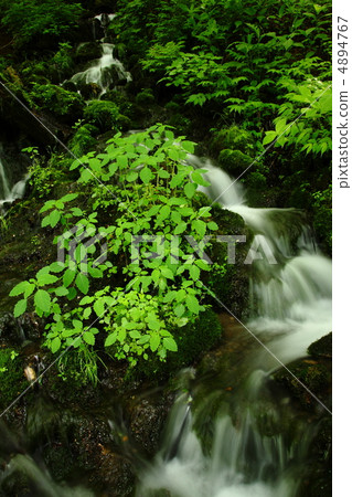 在初夏的山間溪流 4894767