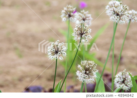 Garlic flower garlic clam with garlic Garlic flower garlic clam with garlic 4894842
