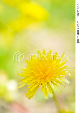  蒲公英 4894865