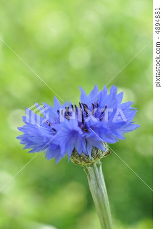 Yagurumagiku 4894881