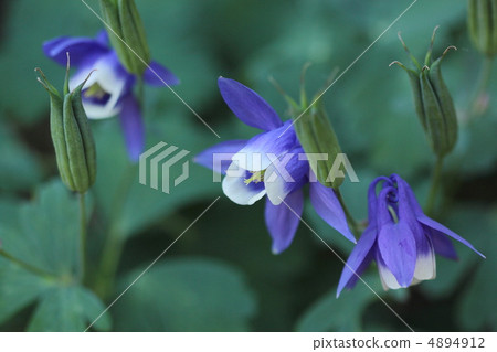 Miyama oodamachi之花 4894912