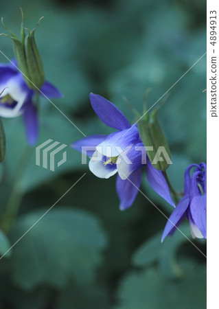 Miyama oodamachi之花 4894913