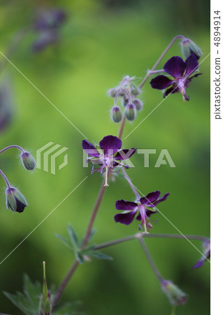 Black Flower Flower Flower Black Flower Flower Flower 4894914