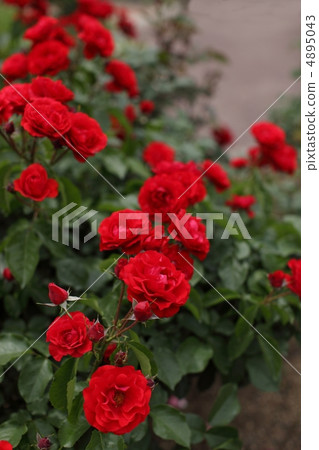 A red rose 4895043