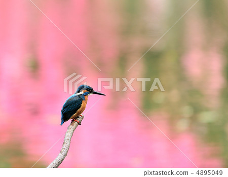 Kingfisher of the pink stage 4895049