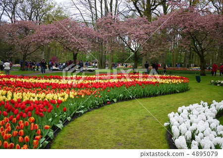 Keukenhof Park 4895079