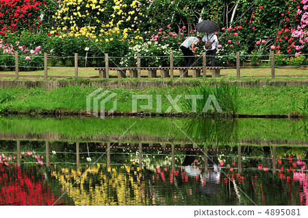 玫瑰照在湖面上 4895081