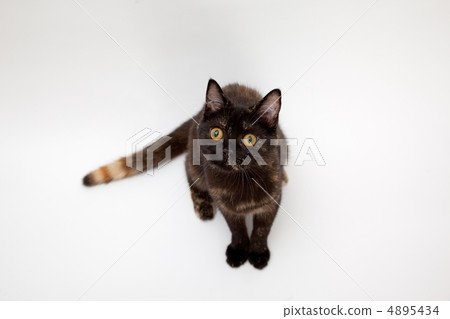 貓表現良好 貓表現良好 4895434