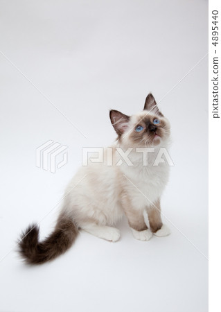 緬因浣熊的小貓 4895440